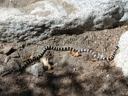 A California Mountain Kingsnake lying across the trail. A fine specimen of this relatively rare species.